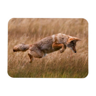 Coyote Leaping - Gibbon Meadows Magnet
