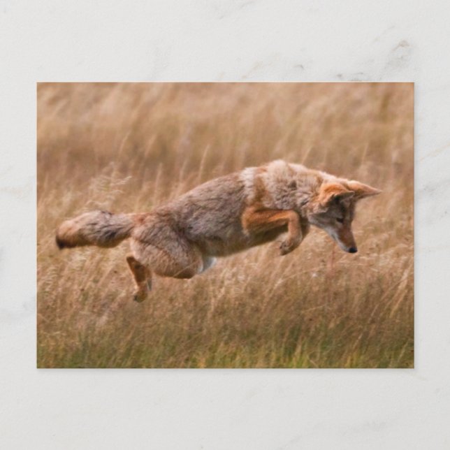 Coyote Leaping - Gibbon Meadows Postcard (Front)