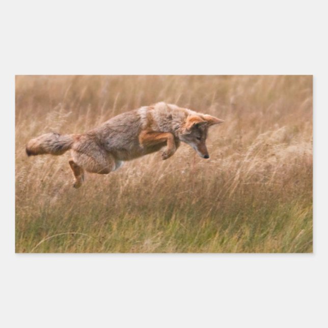 Coyote Leaping - Gibbon Meadows Sticker (Front)