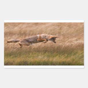 Coyote Leaping - Gibbon Meadows Sticker
