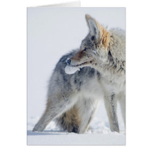 coyote Neige-couvert au parc national de