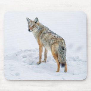 Coyote on alert in snow mouse pad