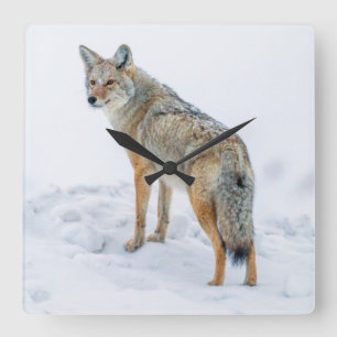Coyote on alert in snow square wall clock