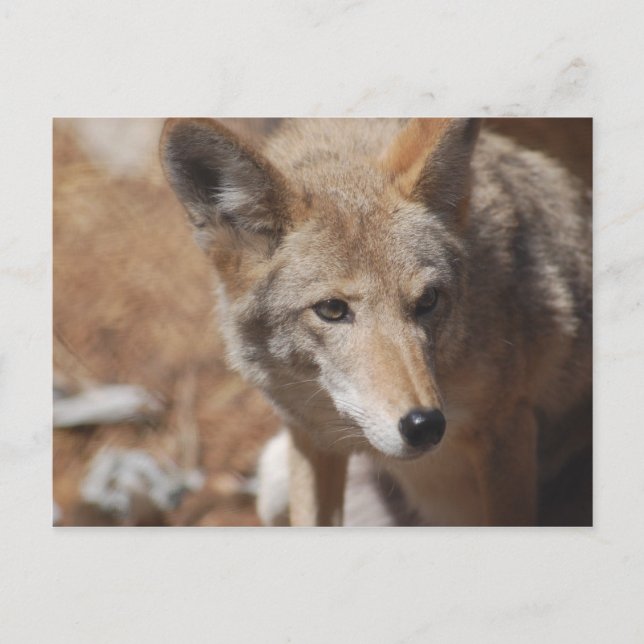 Coyote Postcard (Front)