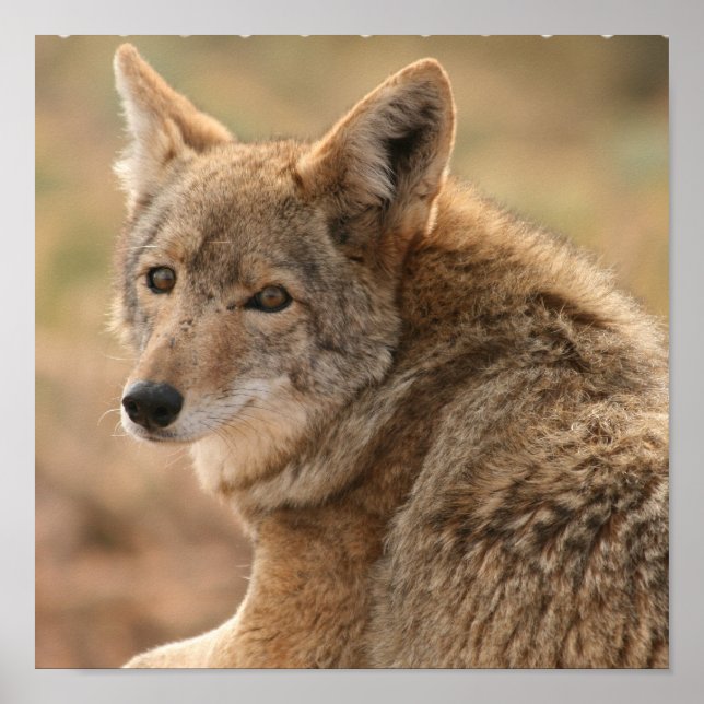 Coyote Poster Print (Front)
