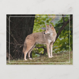 Coyote Pretty Postcard