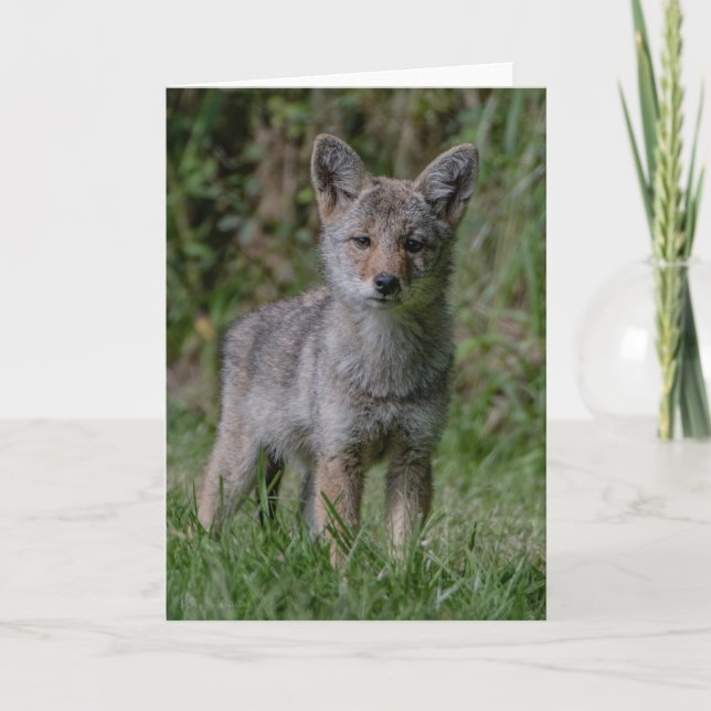Coyote Pup Ears - Coyote  Thank You Card (Front)