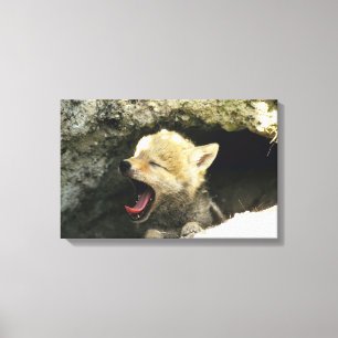Coyote pup yawning canvas print
