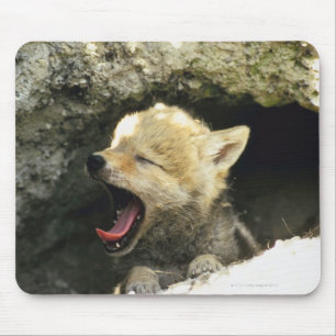 Coyote pup yawning mouse pad