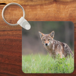 Coyote, Quiet Meadow Wildlife Keychain