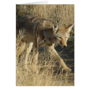 Coyote R14 en marche