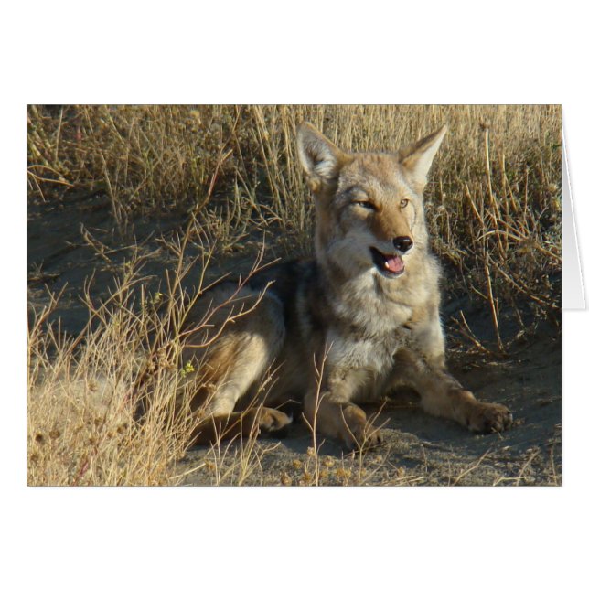 Coyote R18 Couché (Devant horizontal)