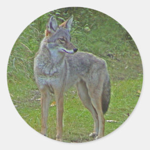 Coyote (side view) classic round sticker