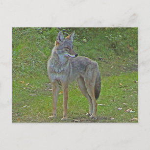 Coyote (side view) postcard