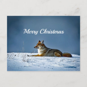 Coyote Snow Photo Christmas Postcard
