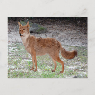 Coyote (South Dakota) Postcard