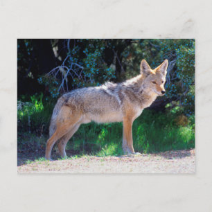 Coyote Stands along a Road Postcard