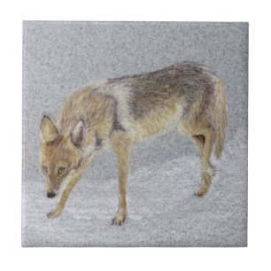 Coyote Tile