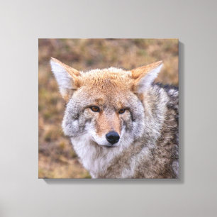 Coyote Wild Dog Wolf Canvas Print