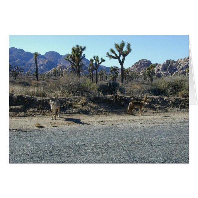 Coyotes sur le poulailler (Devant horizontal)