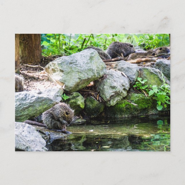 Coypus Postcard (Front)