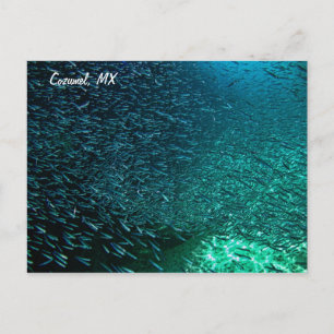 Cozumel Mexico Postcard