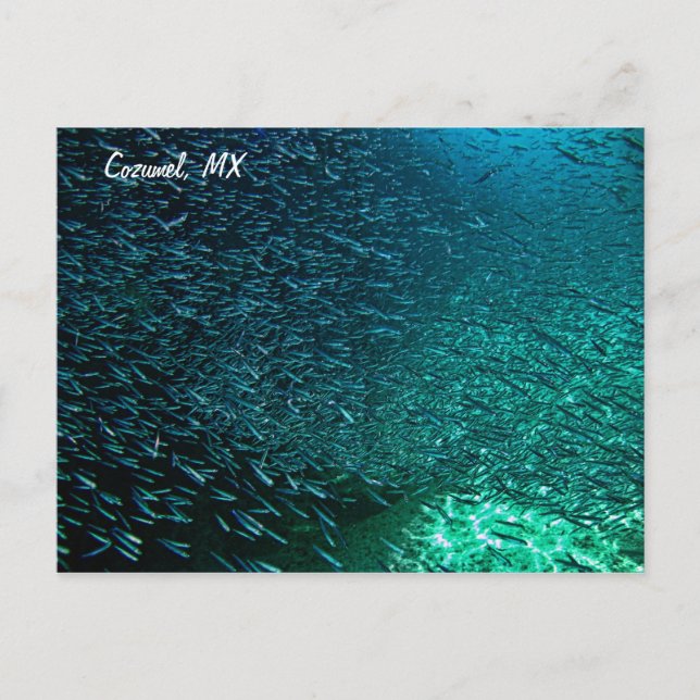 Cozumel Mexico Postcard (Front)