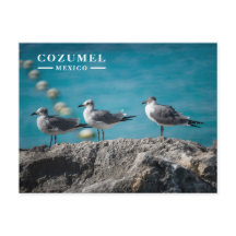 Cozumel Mexico Seagulls on Rock