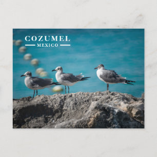 Cozumel Mexico Seagulls on Rock  Holiday Postcard