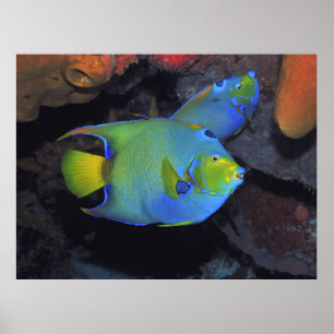 Cozumel Queen Angels Poster