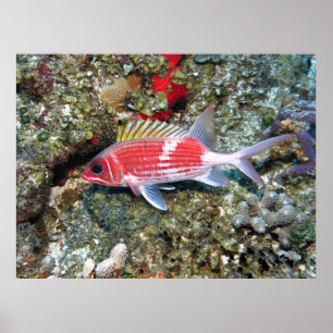 Cozumel Squirrelfish II Poster