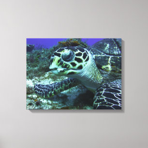 Cozumel Turtle #2 Canvas Print