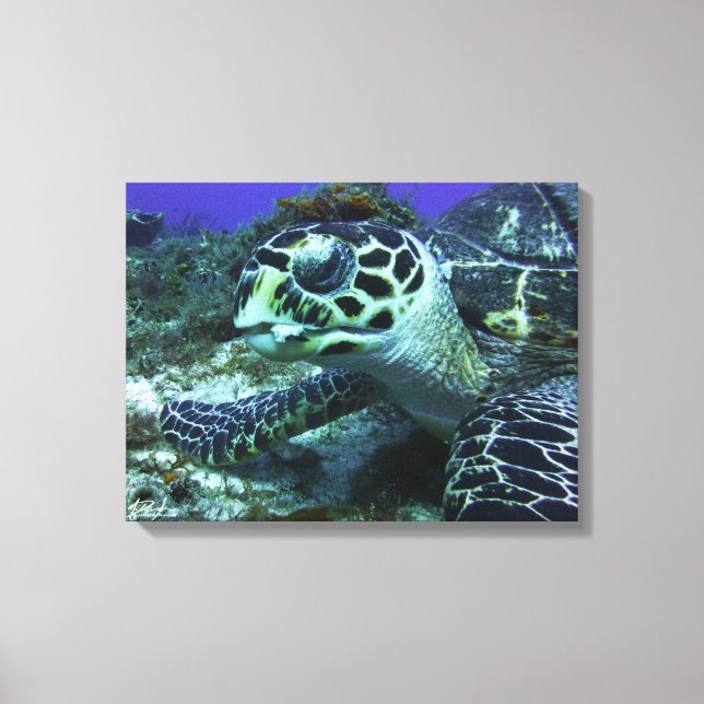 Cozumel Turtle #2 Canvas Print (Front)