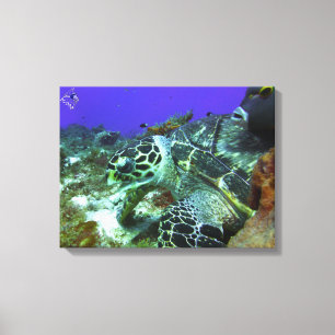 Cozumel Turtle #3 Canvas Print