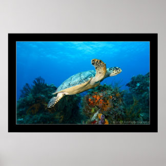 Cozumel - Turtle #5 - 11-2009 Poster