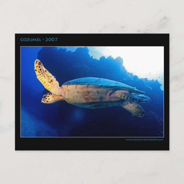 Cozumel - Turtle Postcard (Front)