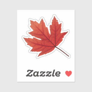Cozy Autumn Vibes: Fall Season