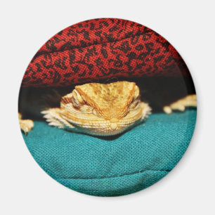 Cozy Bearded Dragon Magnet