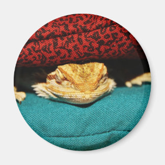 Cozy Bearded Dragon Magnet
