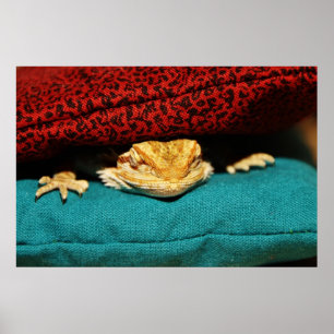 Cozy Bearded Dragon Poster