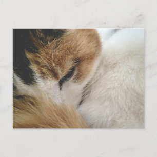 Cozy Calico Cat Postcard