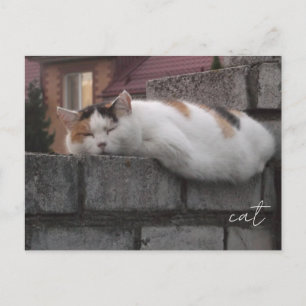 Cozy Cat on Fence Aesthetic Photography Postcard