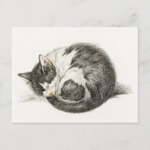 Cozy cat postcard