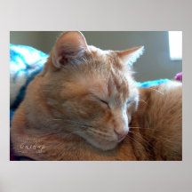 Cozy Catnap