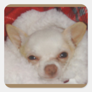 Cozy Chihuahua Stickers