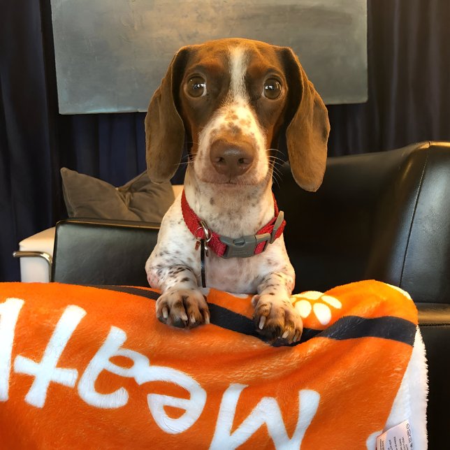 Cozy Dog Blanket Personalized Orange (Creator Uploaded)