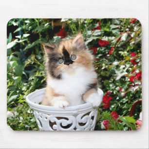 Cozy Kittens Calico Persian Kittens Mousepad