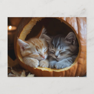 Cozy Kittens Snuggle in a Pumpkin Postcard
