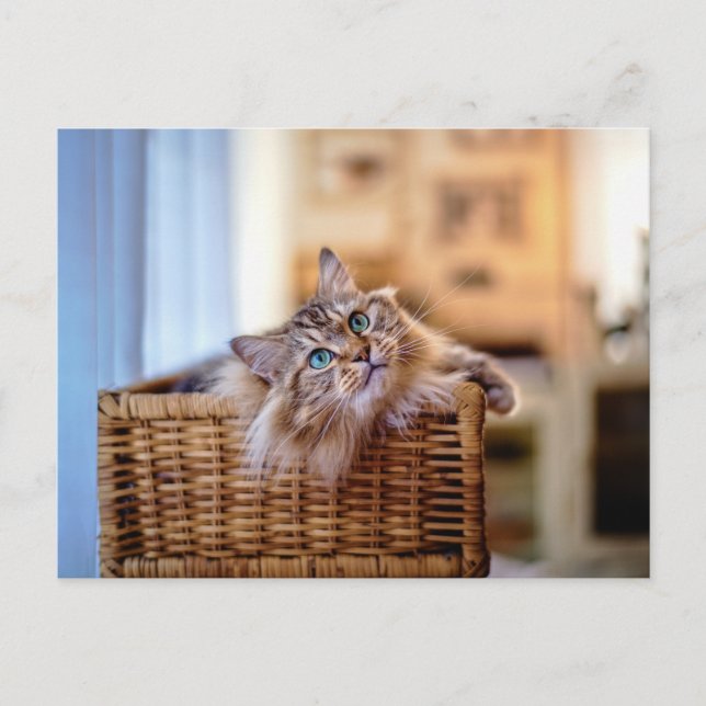 Cozy Long-Haired Cat in Wicker Basket Postcard (Front)
