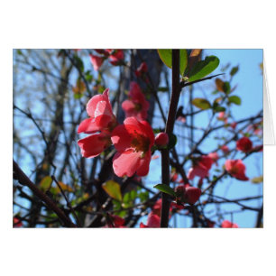 Crab Apple Blossom
